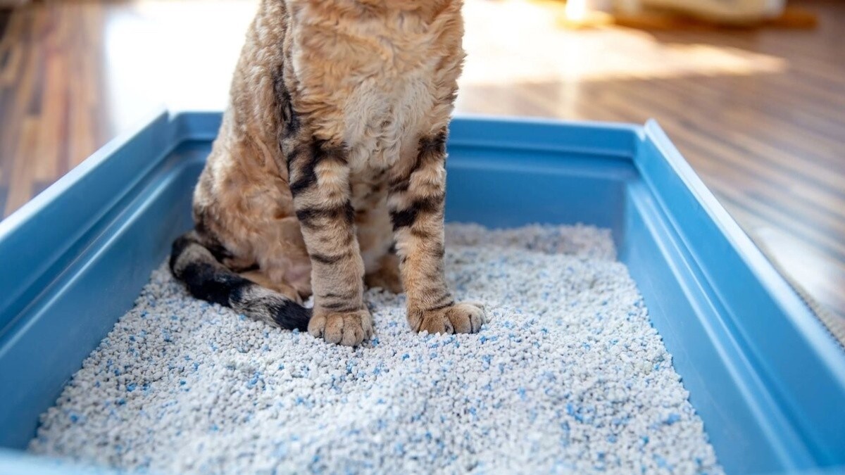 Seis tips para que la arena de los gatos no huela | Espacios Habita